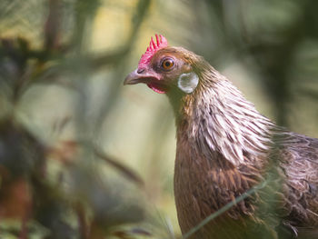 Close-up of a bird