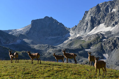 Horse grazing on field against mountain