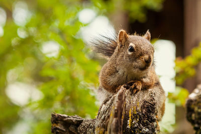 Close-up of squirrel on tree trunk