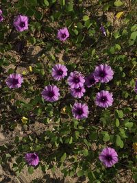 High angle view of purple flowering plants on field