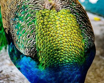 Close-up of a peacock