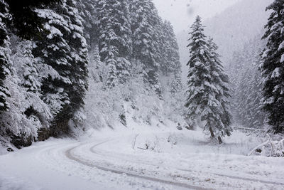 Snow covered road amidst trees in forest