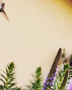 Close-up of purple flowering plant