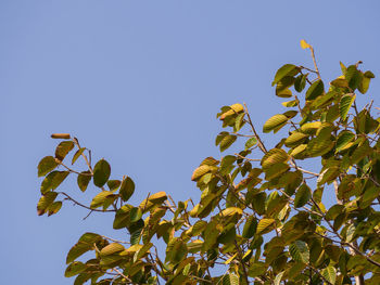 Low angle view of yellow flowering plants against clear blue sky