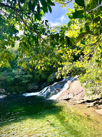 Scenic view of river amidst trees in forest against sky