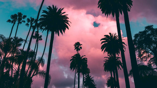 Low angle view of palm trees against sky during sunset