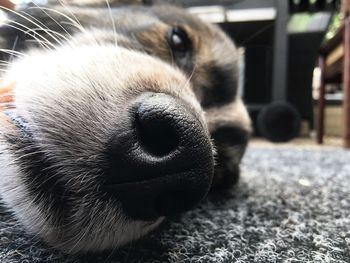 Close-up portrait of dog