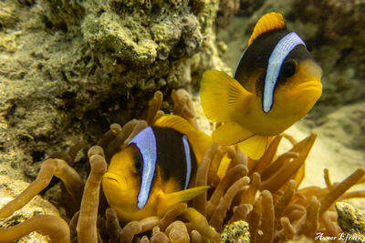 Clownfish in the red sea colorful and beautiful , eilat israel a.e