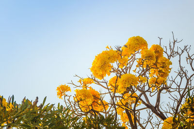 Low angle view of yellow flowering plant against sky