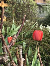 Close-up of red flowers