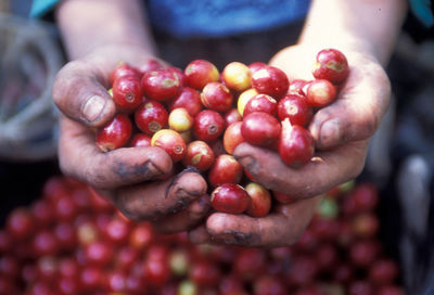 Cropped hand of person holding cherries