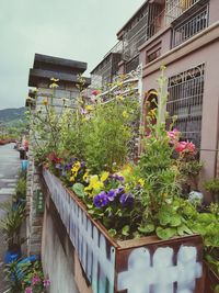 Potted plants in balcony against sky