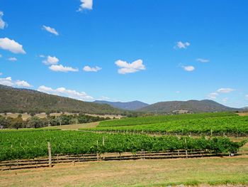 Scenic view of agricultural field against sky