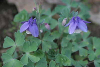 Close-up of purple flowering plant