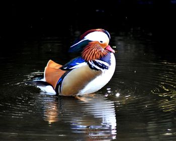 View of birds in water