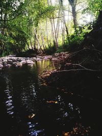 Trees in forest