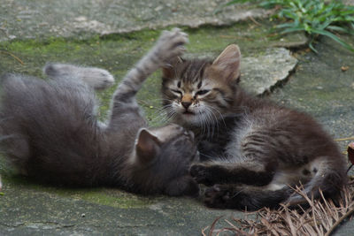 Cats relaxing on land