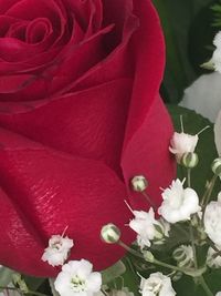 Close-up of fresh red flower bouquet