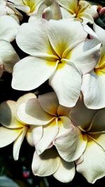 Close-up of white flower