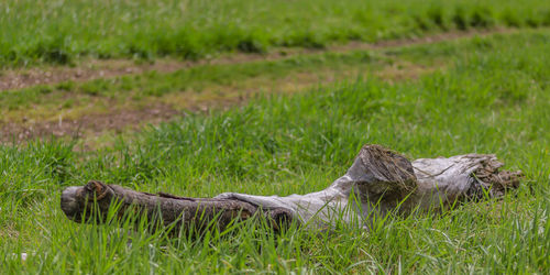 Lizard on a field