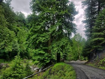Road amidst trees in forest