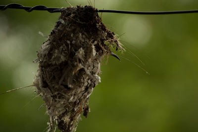 Close-up of dead plant in nest