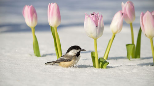 Black-capped chickadee on tulips in spring