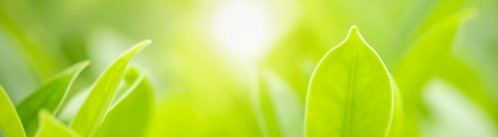 Close-up of fresh green plant in field