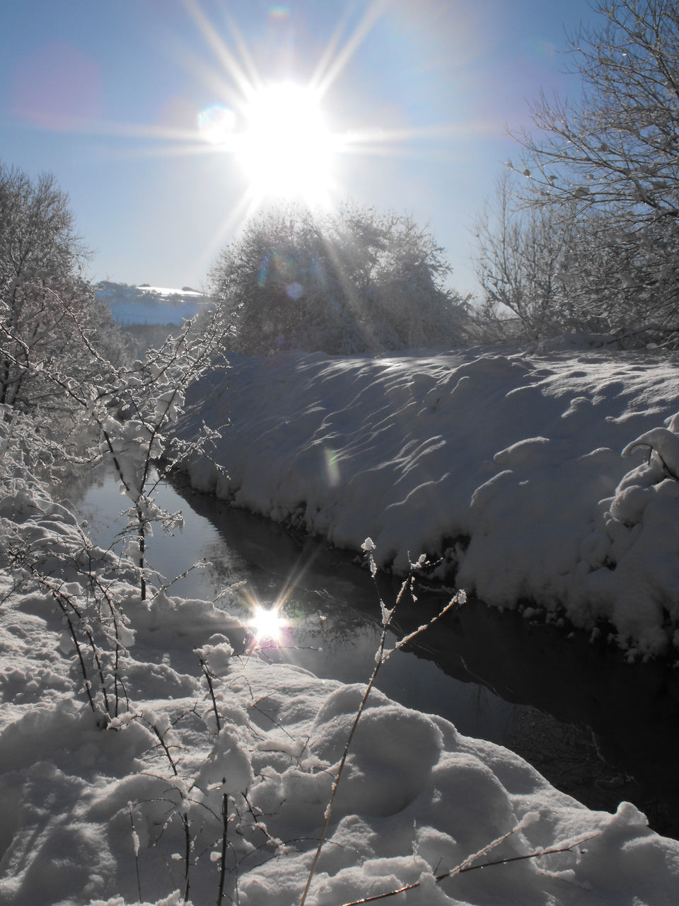 SUN SHINING THROUGH FROZEN TREES DURING WINTER