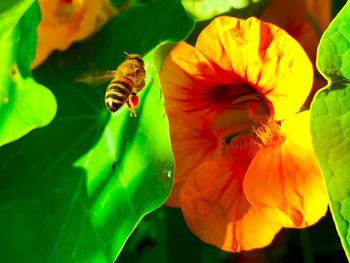 Close-up of bee on flower