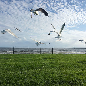 Seagulls flying over sea shore