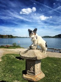 View of a dog on lake against sky