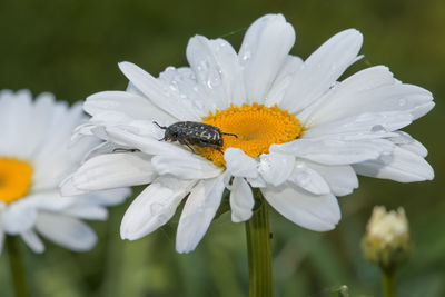 Close-up of insect on white flower