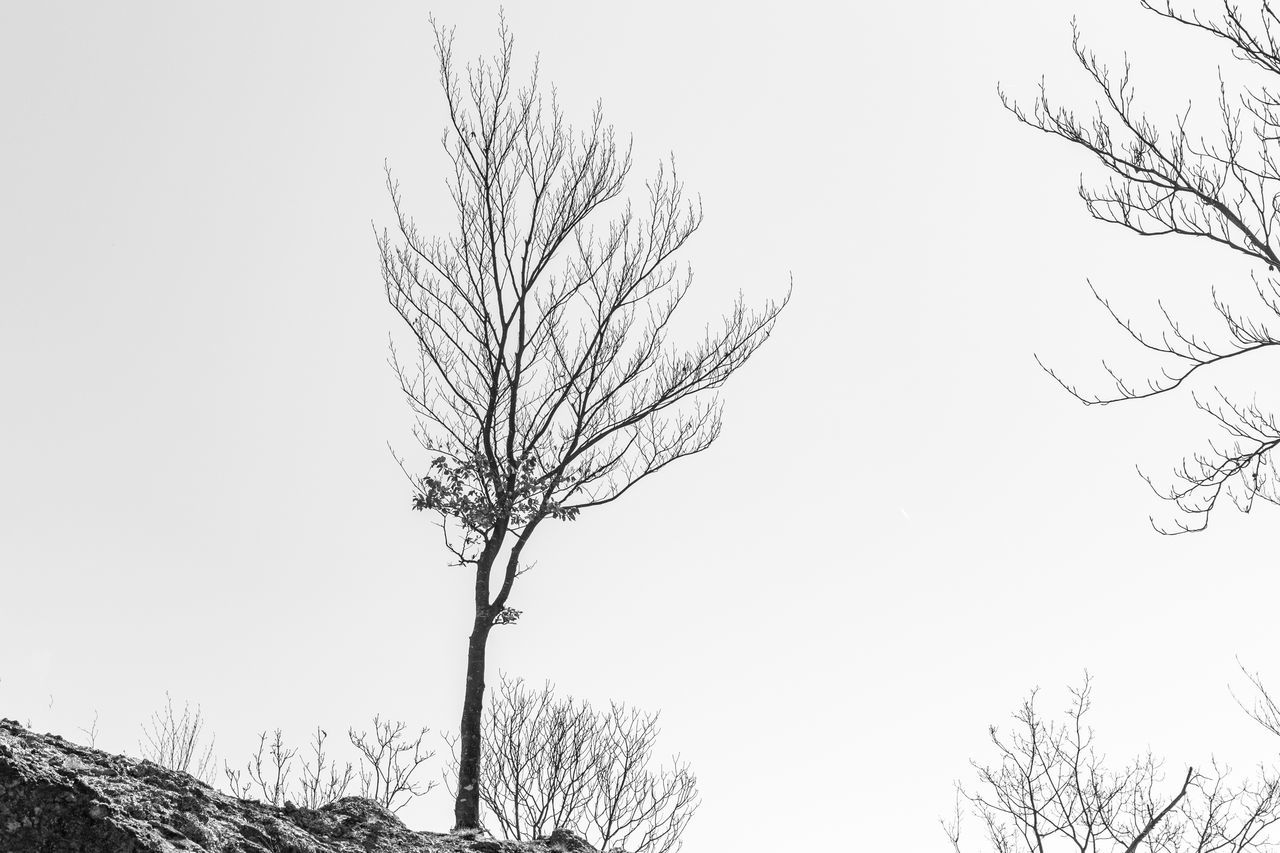 LOW ANGLE VIEW OF BARE TREE AGAINST SKY