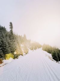 Snow covered land and trees against sky