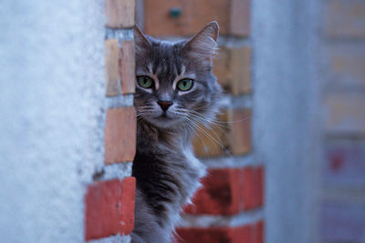 Close-up of cat