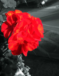 Close-up of red flower