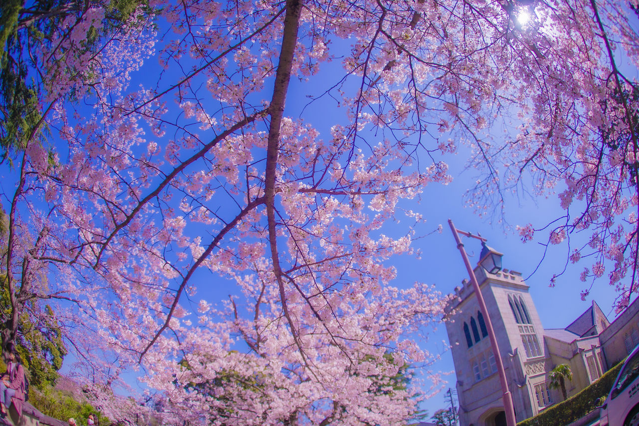 plant, tree, built structure, flower, architecture, building exterior, low angle view, nature, sky, branch, growth, blossom, building, spring, cherry blossom, springtime, flowering plant, no people, beauty in nature, day, place of worship, city, blue, pink, tower, outdoors, fragility, clear sky, belief, religion, travel destinations