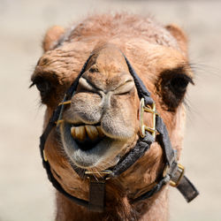 Close-up portrait of camel