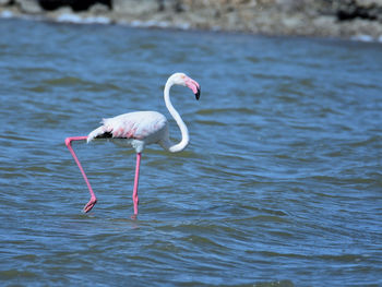 Bird in a lake