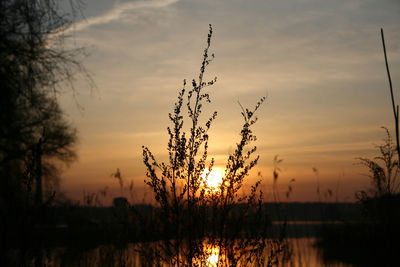 Silhouette plants by lake against sky during sunrise