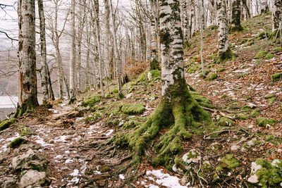 Trees growing in forest