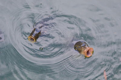 High angle view of fish swimming in lake