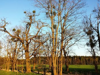 Bare trees on field against sky