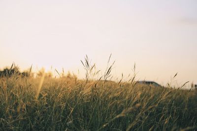 Close-up of grass on field