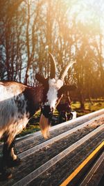 High angle view of a dog