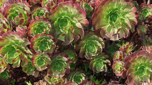 High angle view of flowering plant