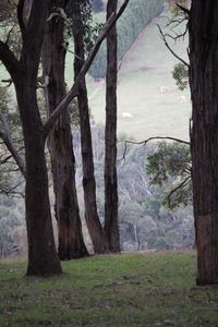 Trees on field in forest