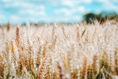 Close-up of stalks in field