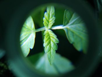 High angle view of potted plant